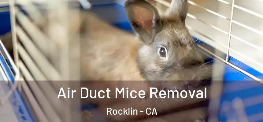  Air Duct Mice Removal Rocklin - CA